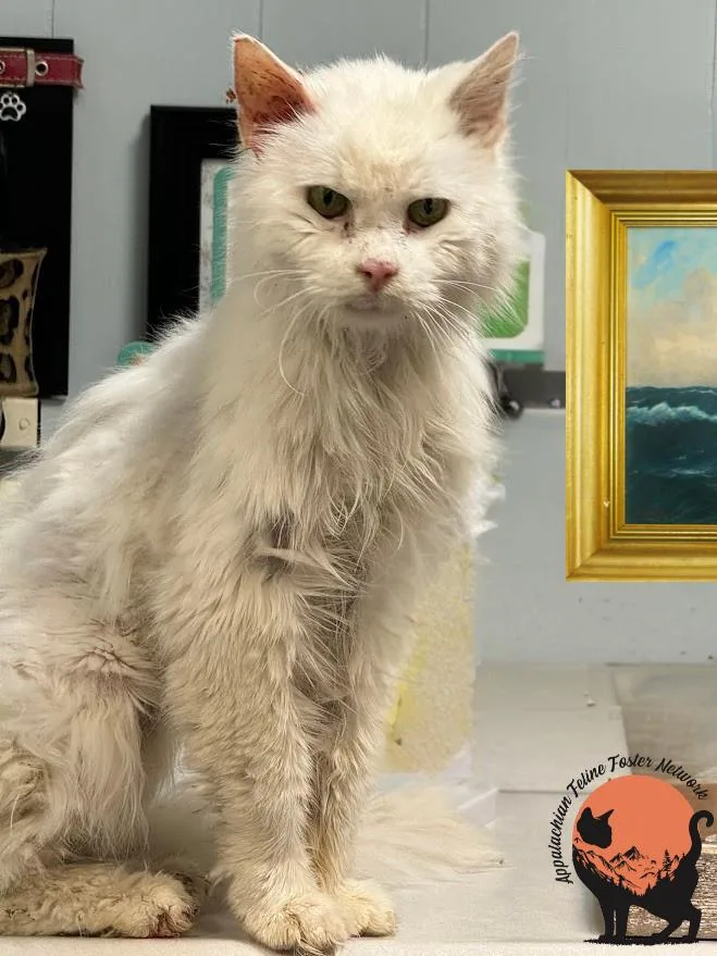Alfredo