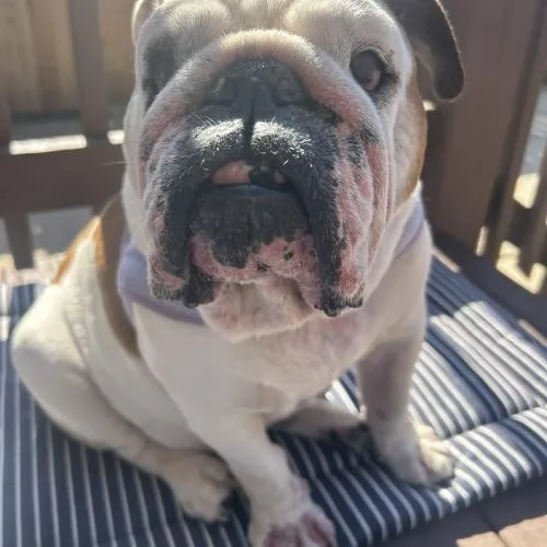 An adult large-sized female English Bulldog dog named Maggie for adoption in Chicago, IL
