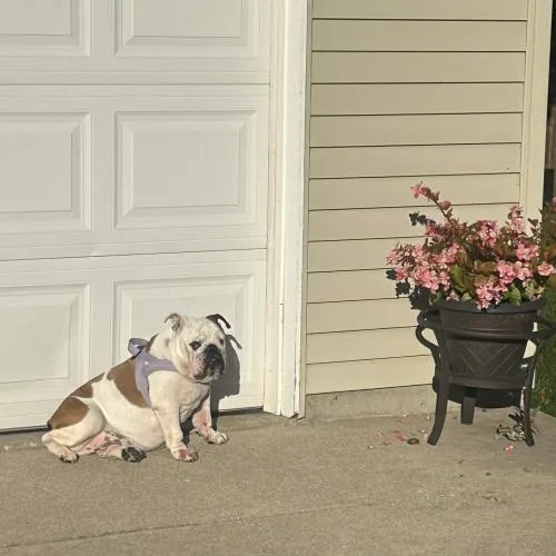 Maggie thumbnail 6