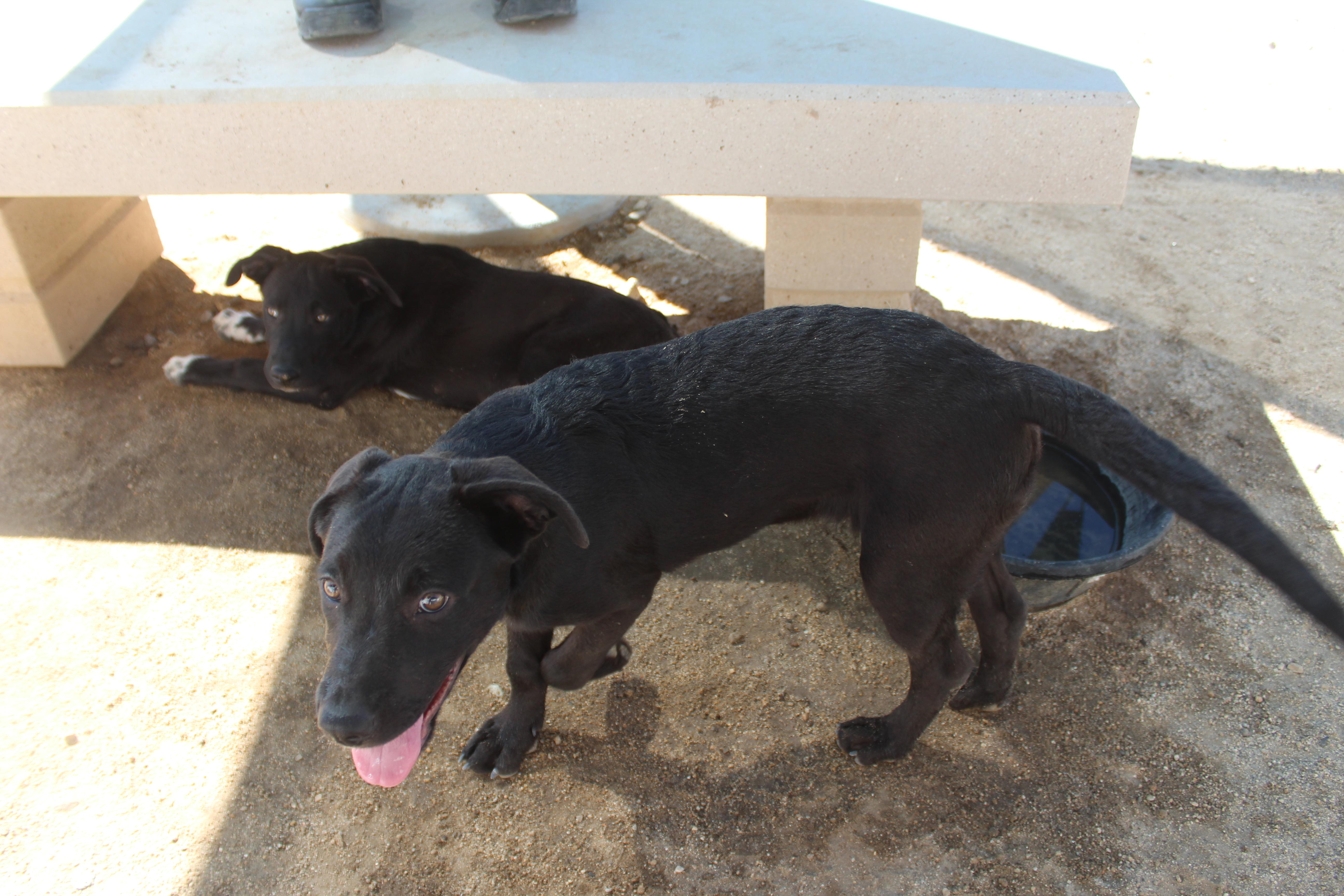 A baby large-sized male Black Labrador Retriever dog named Onyx for adoption in Yucca Valley, CA