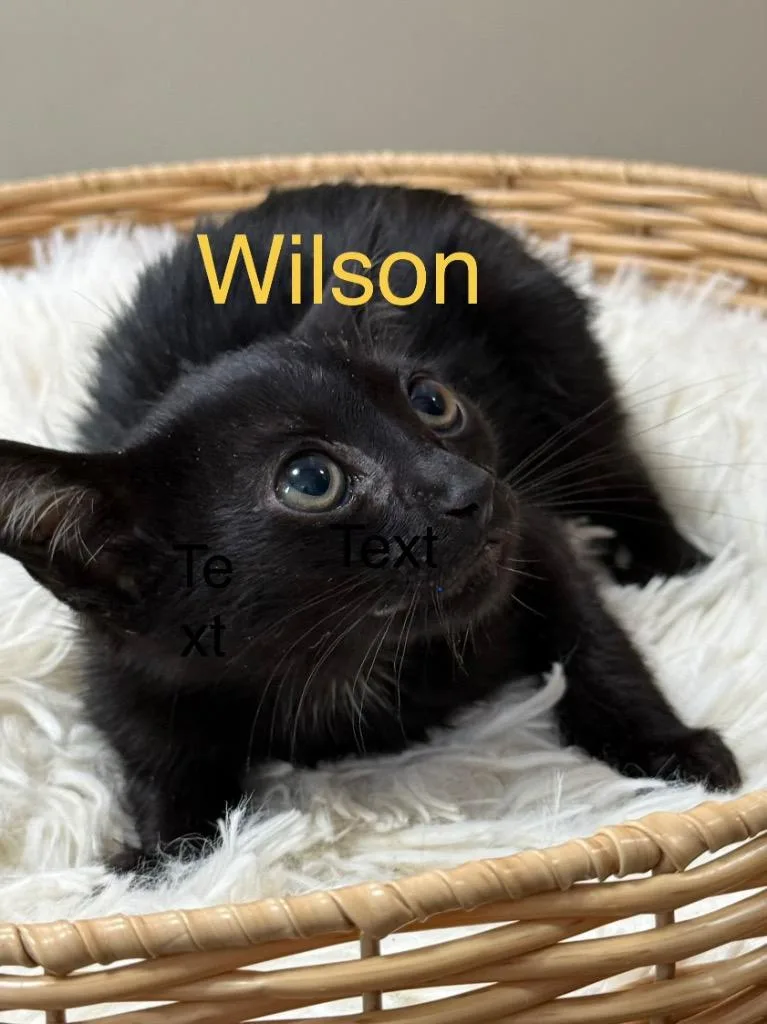 A baby small-sized male Domestic Short Hair cat named Wilson for adoption in Saint Francisville, LA