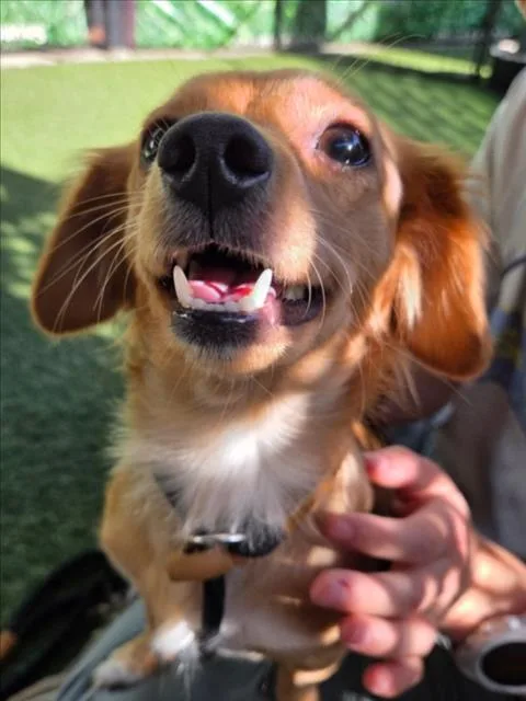 An adult small-sized female Dachshund dog named Confetti for adoption in Woodland, CA