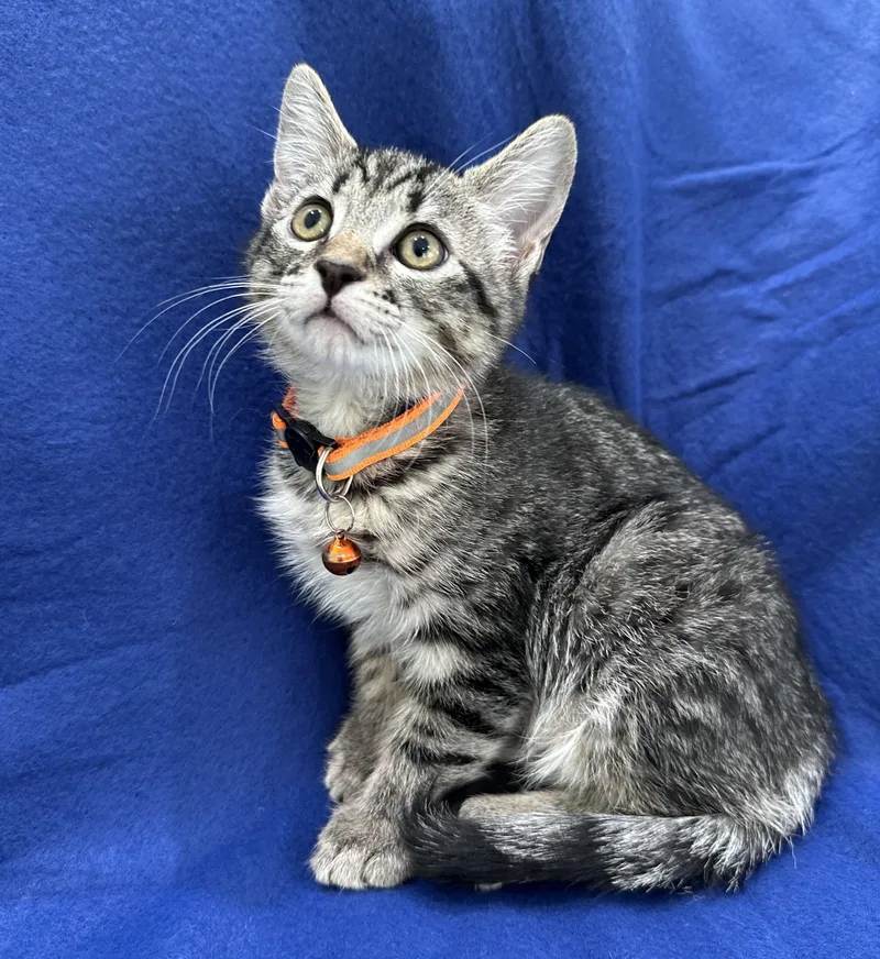 A baby medium-sized male Tabby (Brown / Chocolate) Domestic Short Hair cat named Chive for adoption in Lawrenceville, GA