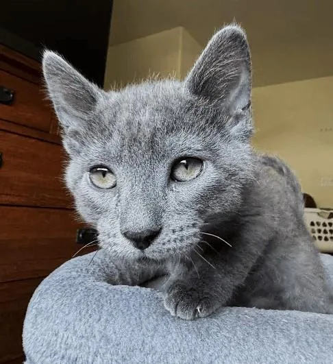 A baby small-sized male Domestic Short Hair cat named Clancy for adoption in Sacramento, CA