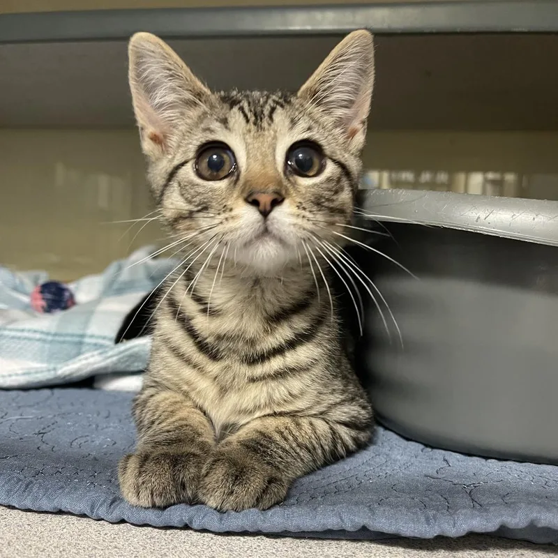 A baby small-sized female Brown / Chocolate Domestic Short Hair cat named Daphne for adoption in Walden, NY