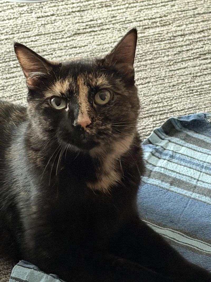 A young medium-sized female Tortoiseshell Domestic Short Hair cat named Acadia for adoption in Lakewood, CO