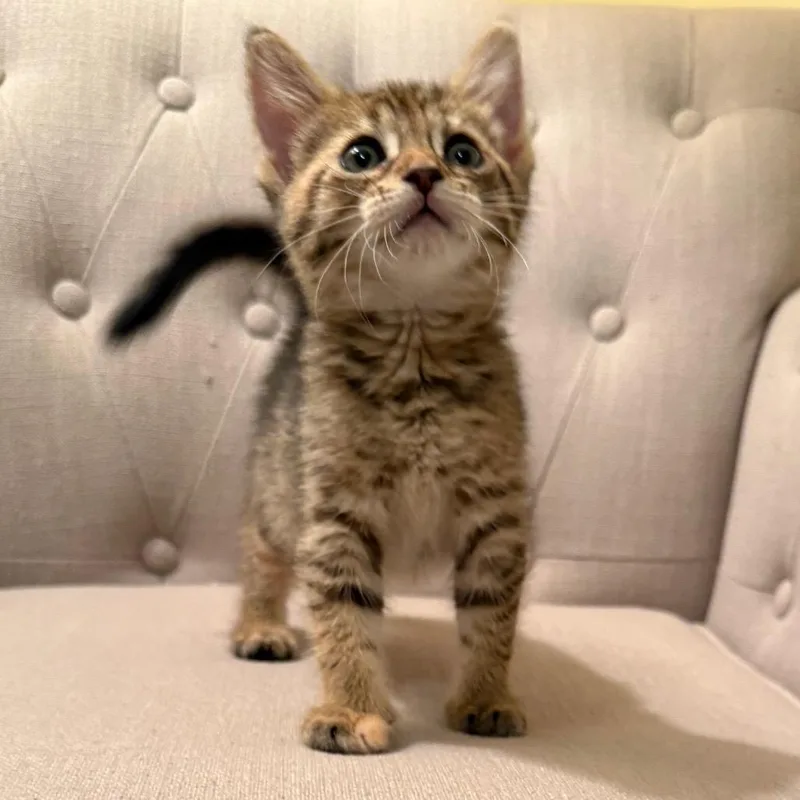 A baby small-sized female Torbie Domestic Short Hair cat named Katydid for adoption in North Branford, CT