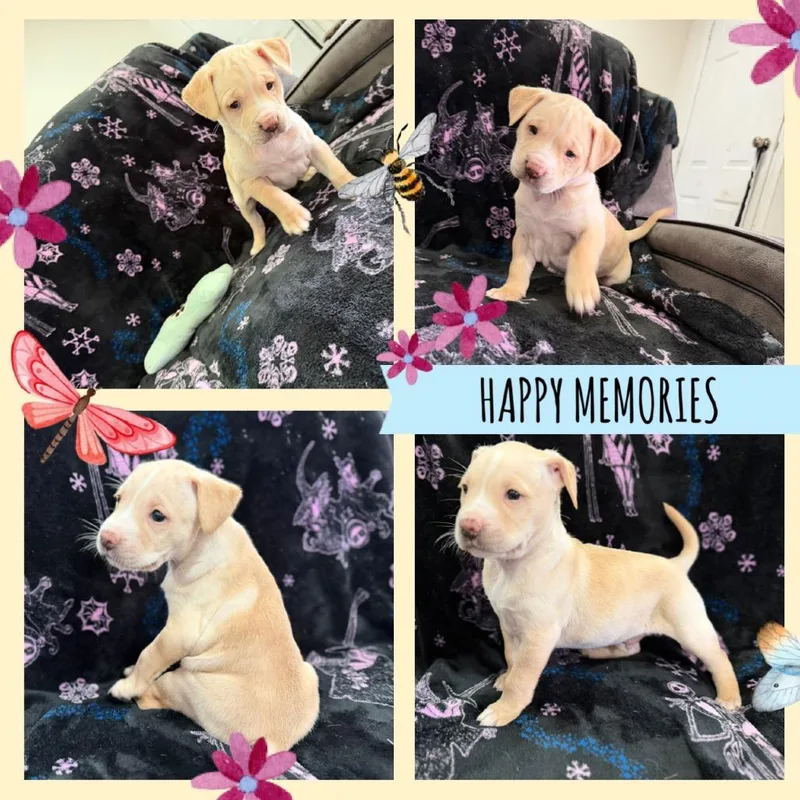 A baby large-sized male Yellow / Tan / Blond / Fawn Pit Bull Terrier dog named Jebediah for adoption in Austin, TX
