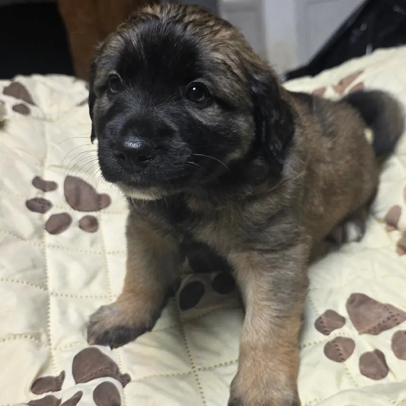A baby small-sized female Brown / Chocolate Mixed Breed dog named Muffin for adoption in Alexandria, VA