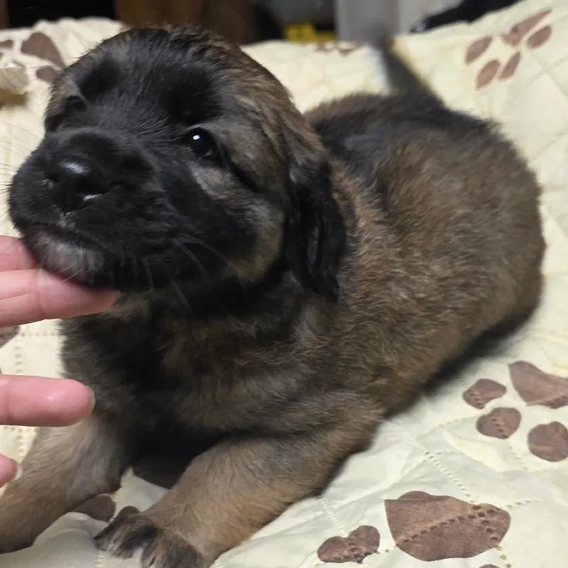 Muffin thumbnail 2