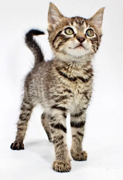 A baby small-sized female Domestic Short Hair cat named Lucy for adoption in Morton Grove, IL