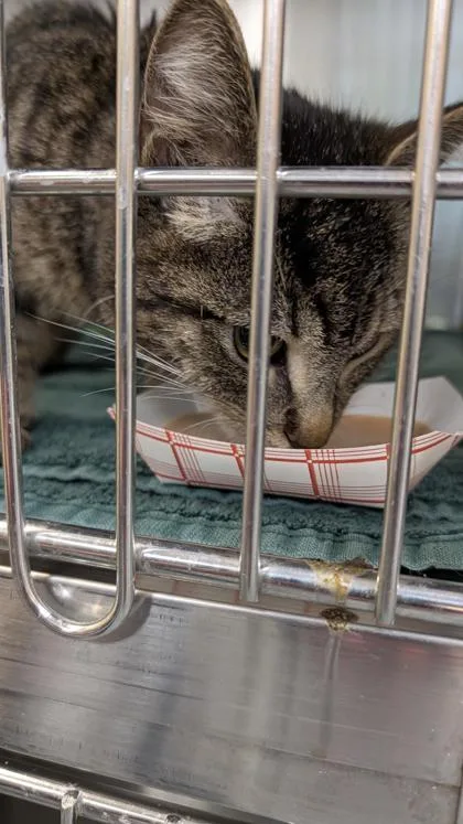 A baby small-sized male Domestic Short Hair cat named A Boy Named Daisy for adoption in Independence, MO