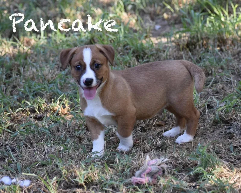 Pancake