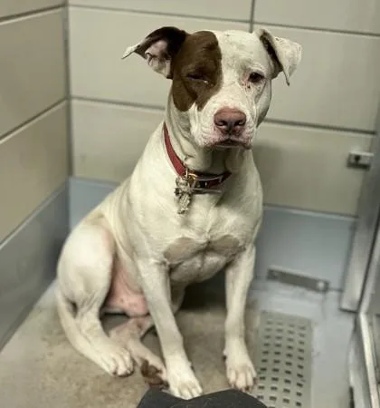 An adult large-sized male Staffordshire Bull Terrier dog named Jj for adoption in Houston, TX