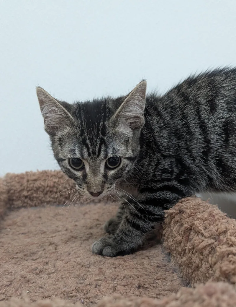 A young medium-sized male Tabby (Brown / Chocolate) Domestic Short Hair cat named Cinnamon Toast Crunch for adoption in Decatur, IL