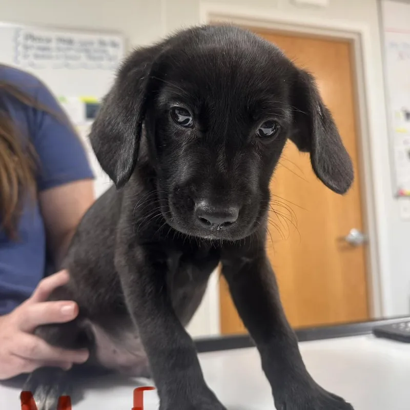 A baby small-sized male Black Australian Shepherd dog named Mufasa for adoption in Pekin, IL