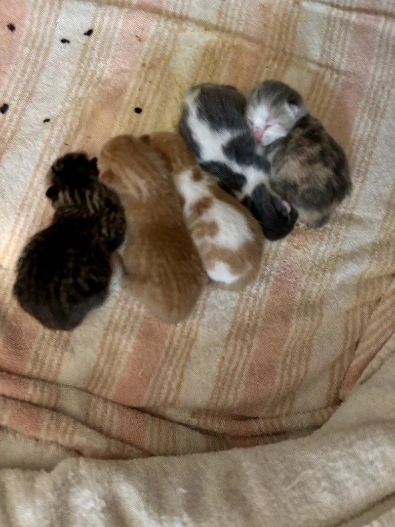 A baby medium-sized female Gray & White Domestic Short Hair cat named Statistics for adoption in Trenton, NJ