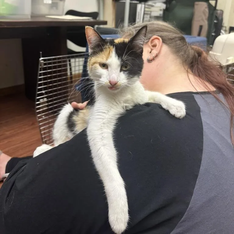 An adult small-sized female Calico Domestic Short Hair cat named Aabii for adoption in Minneapolis, MN