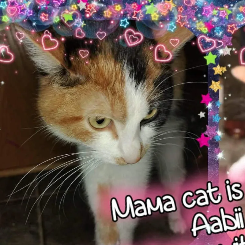 Aabii thumbnail 4