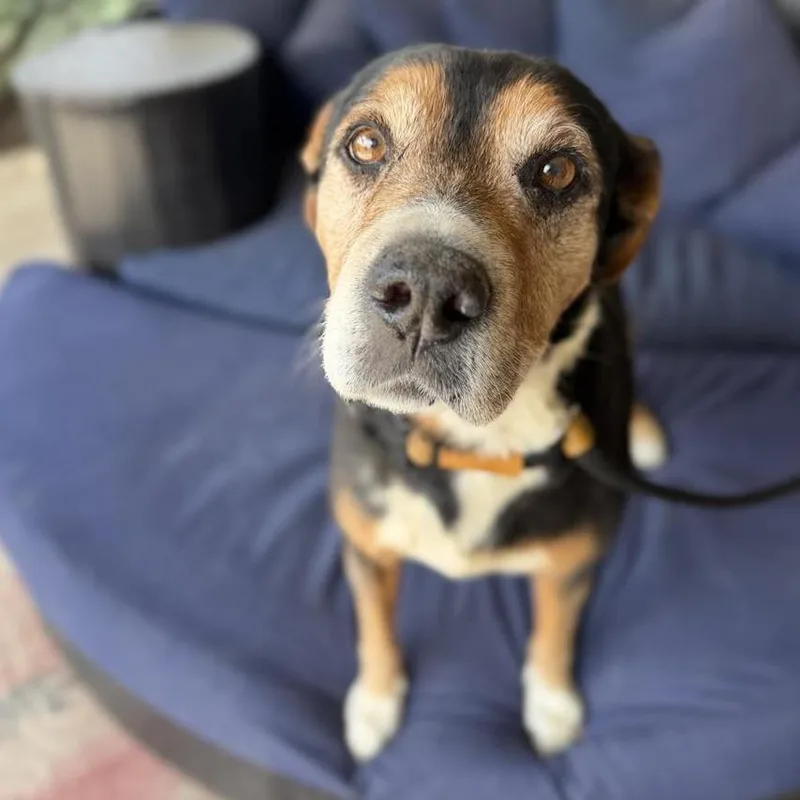 A senior medium-sized male Brown / Chocolate German Shepherd Dog dog named Chavo for adoption in Ramona, CA