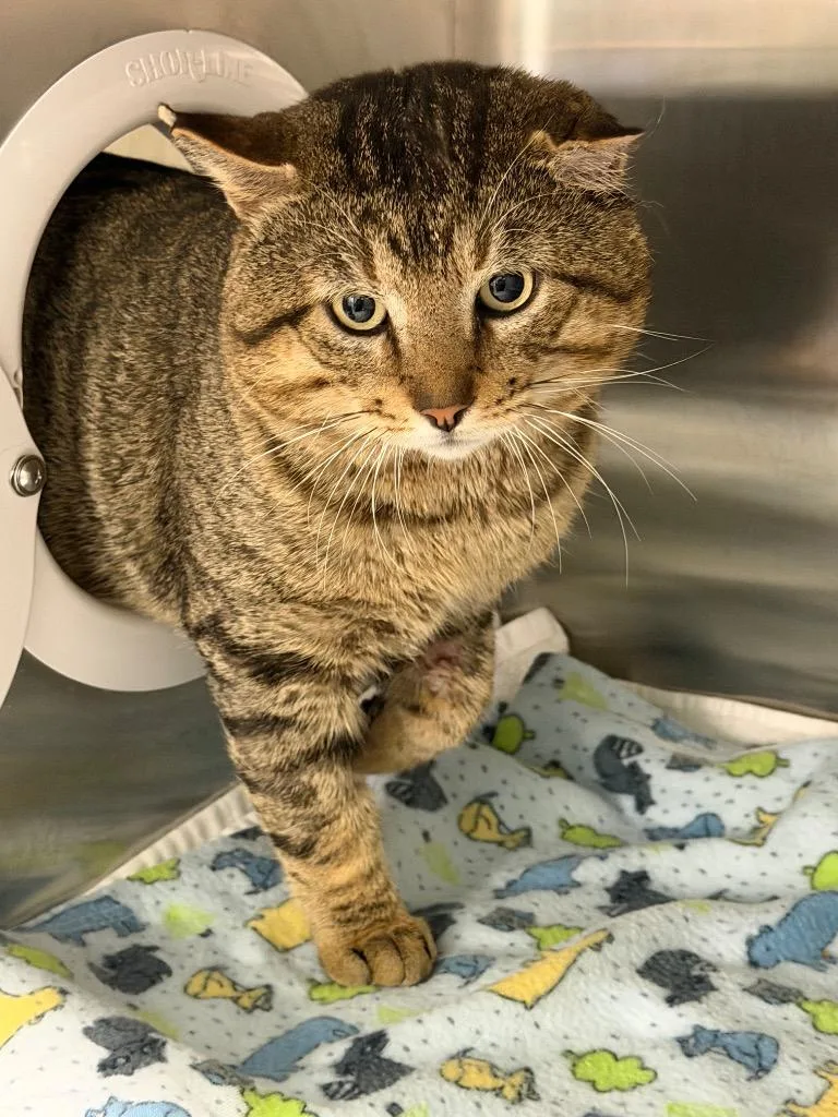 An adult small-sized male Domestic Short Hair cat named Romeow for adoption in Cape Coral, FL