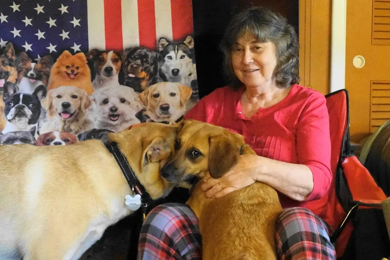 A young medium-sized female Beagle dog named Callie for adoption in Doylestown, PA