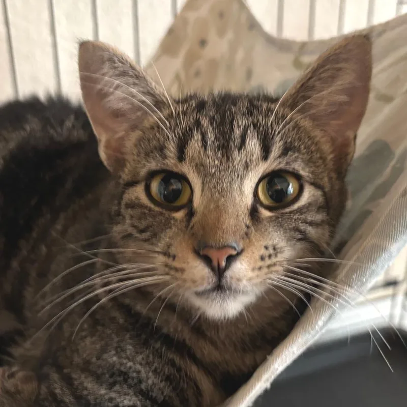 Tiny Dancer thumbnail 2