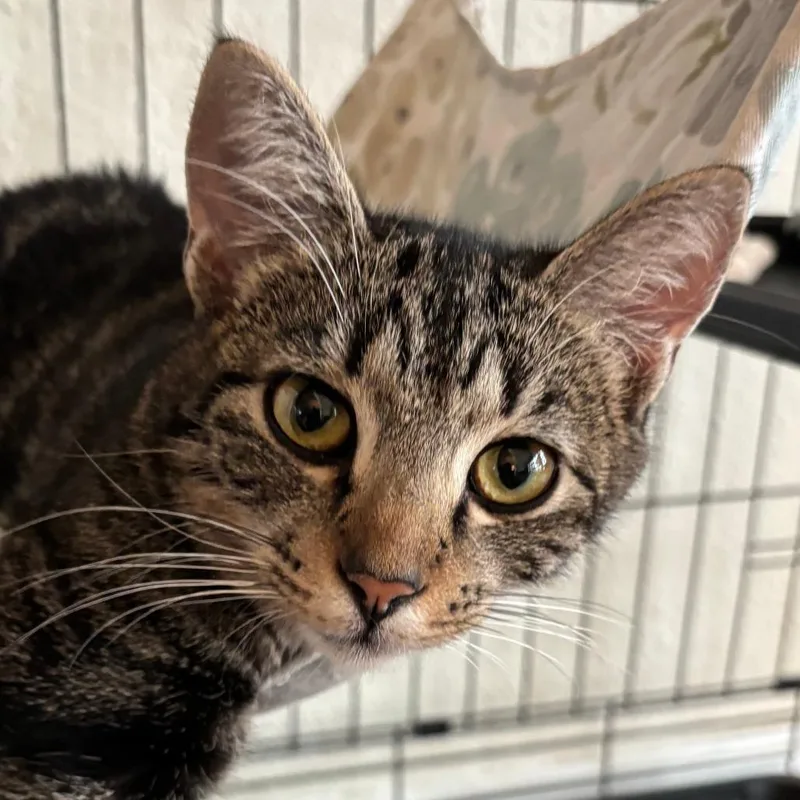 Tiny Dancer thumbnail 3