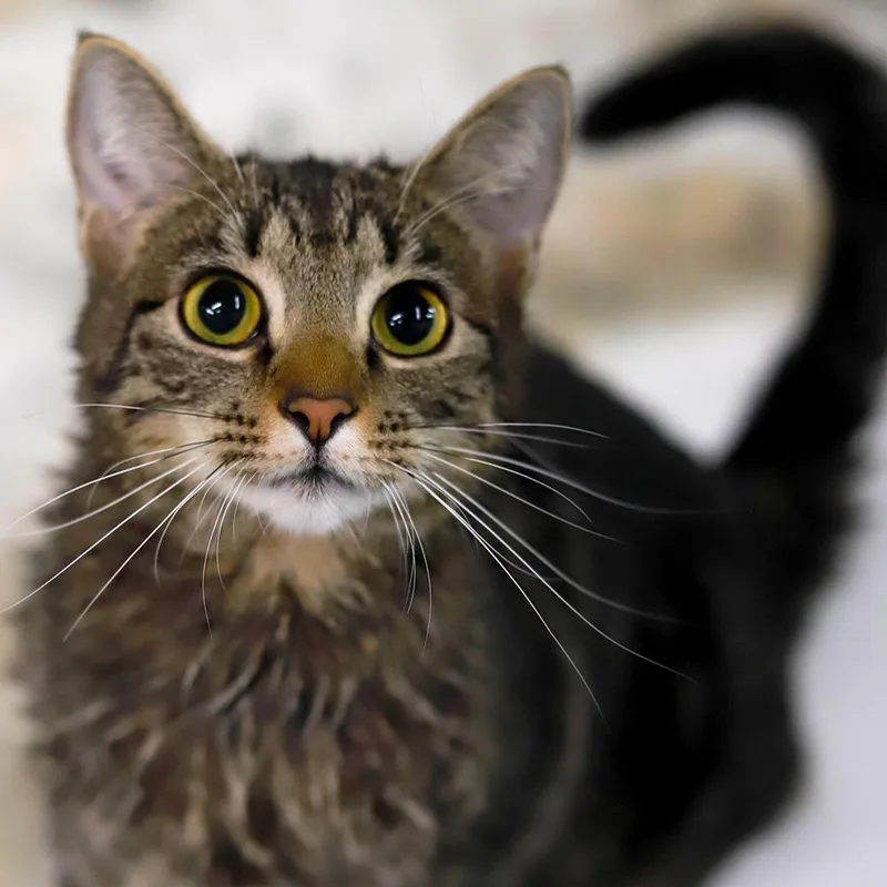 Tiny Dancer thumbnail 4