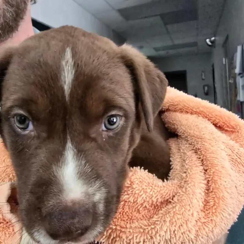 A baby small-sized male Brown / Chocolate Mixed Breed dog named Marcus for adoption in Grand Rapids, MI