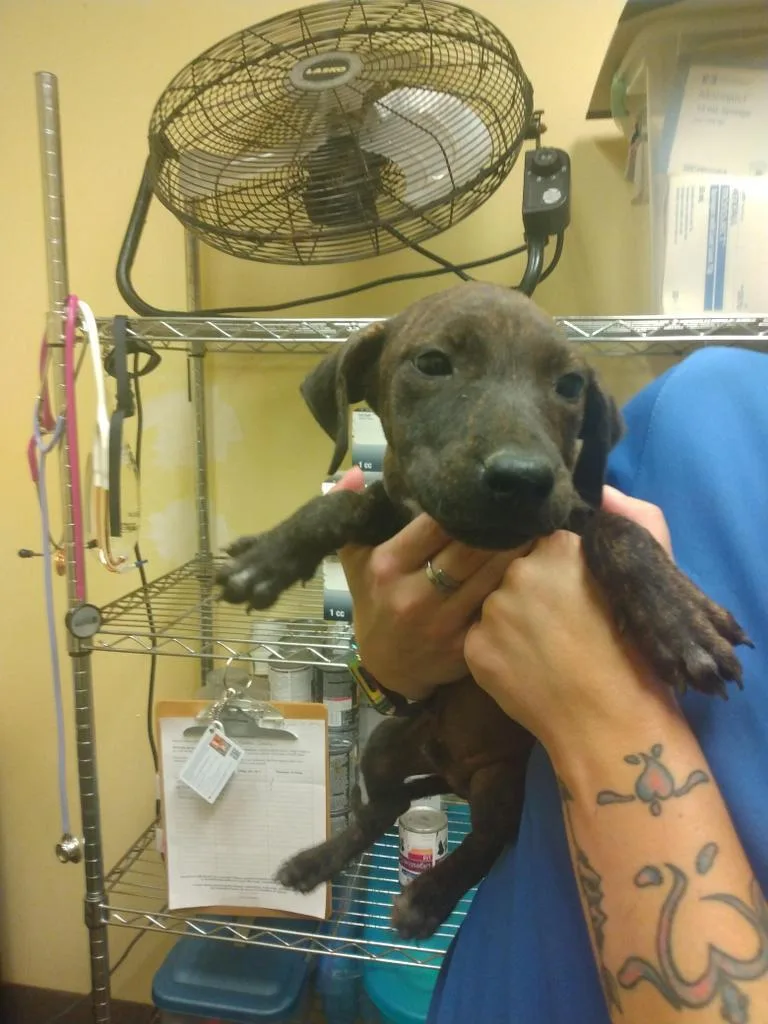 An adult small-sized male Hound dog named Rowdy for adoption in Florence, SC