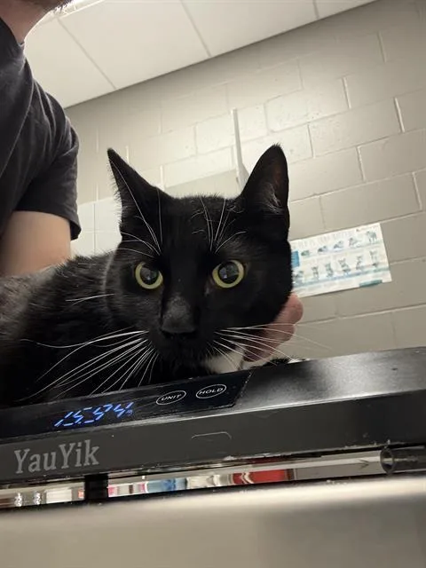 An adult small-sized male Domestic Short Hair cat named Raven for adoption in Indianapolis, IN