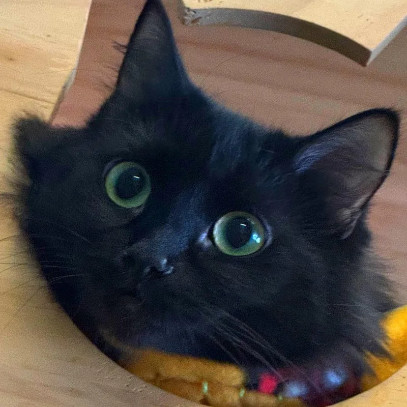 A young medium-sized female Black Domestic Short Hair cat named Shirley Partridge for adoption in Decatur, GA