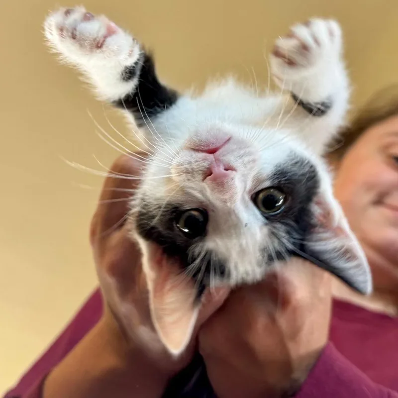 A baby small-sized male White Domestic Short Hair cat named Podrick for adoption in Fredericksburg, TX