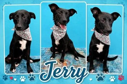 A baby medium-sized male Border Collie dog named Jerry for adoption in Seagoville, TX