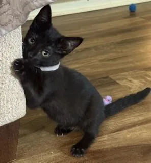 A baby large-sized female Black Domestic Short Hair cat named Raven for adoption in Lemoyne, PA