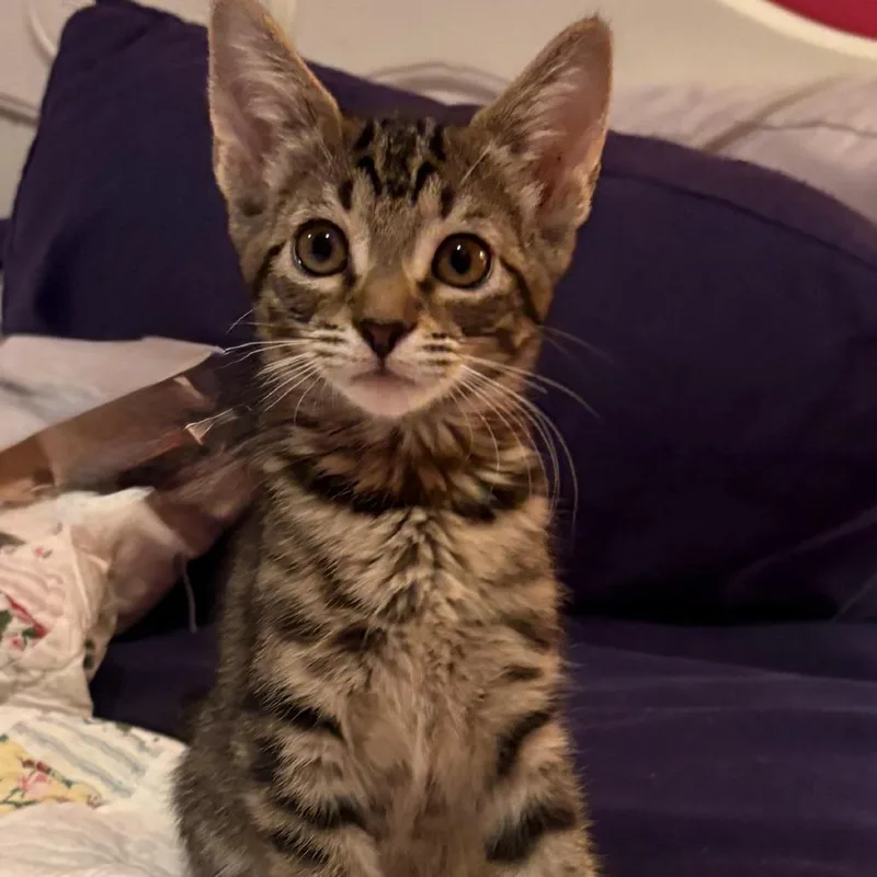 A baby small-sized female White Domestic Short Hair cat named Dana Meet me at for adoption in Buffalo, MN
