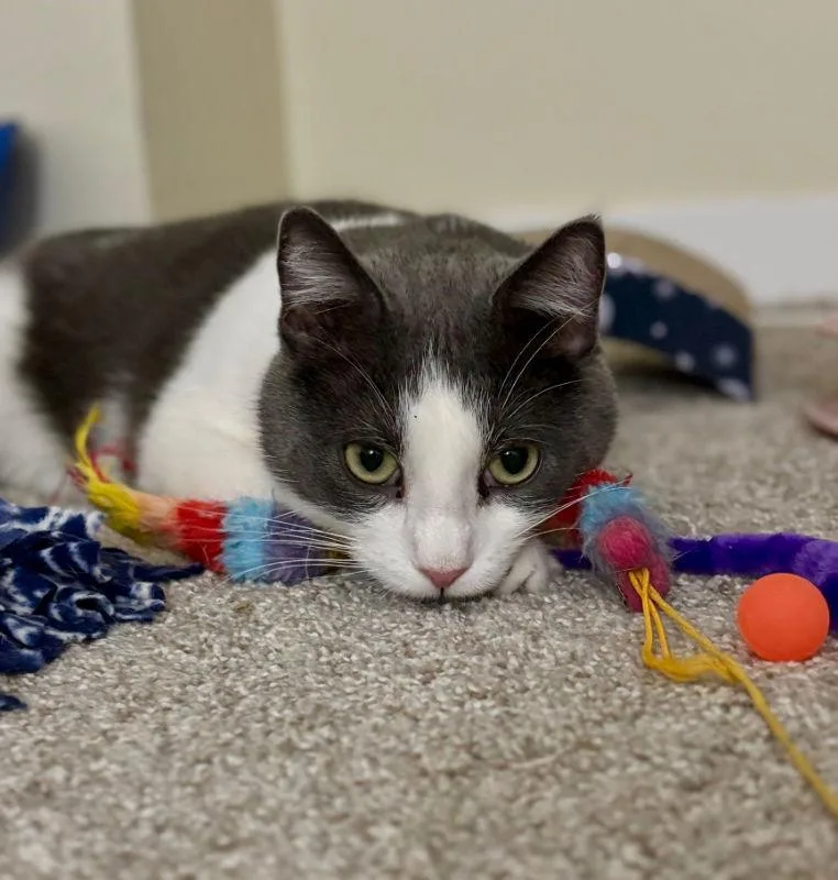 Wiley ⭐️ thumbnail 2