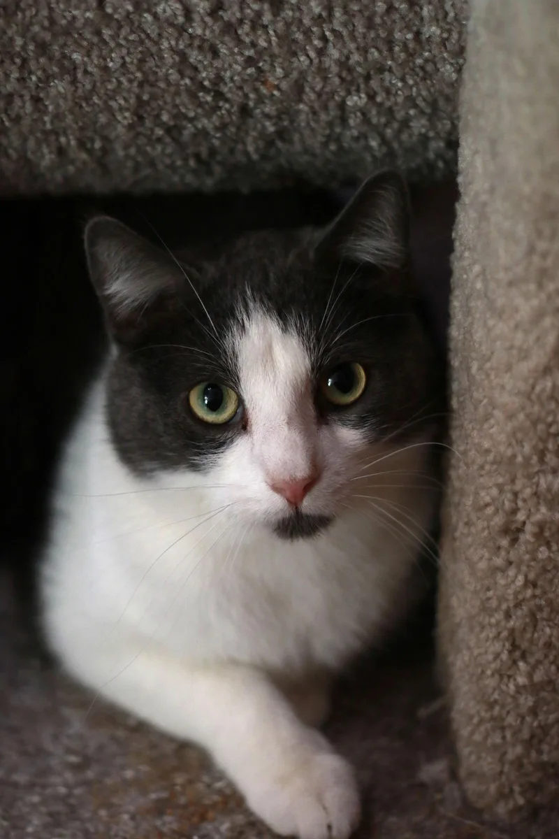 Wiley ⭐️ thumbnail 3