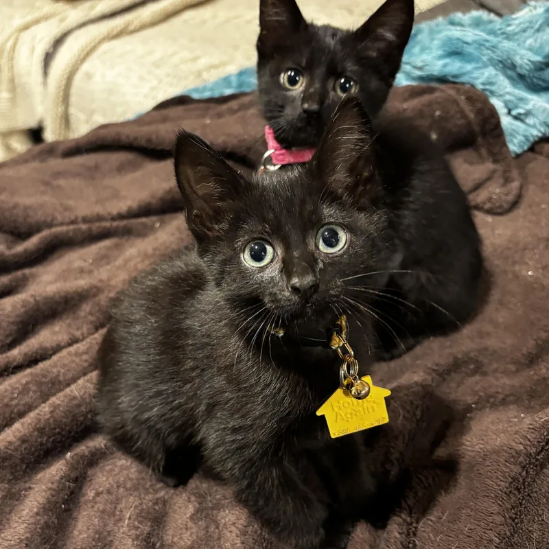 A baby medium-sized female Domestic Short Hair cat named Motorcycle Gang  Girls for adoption in Portland, OR