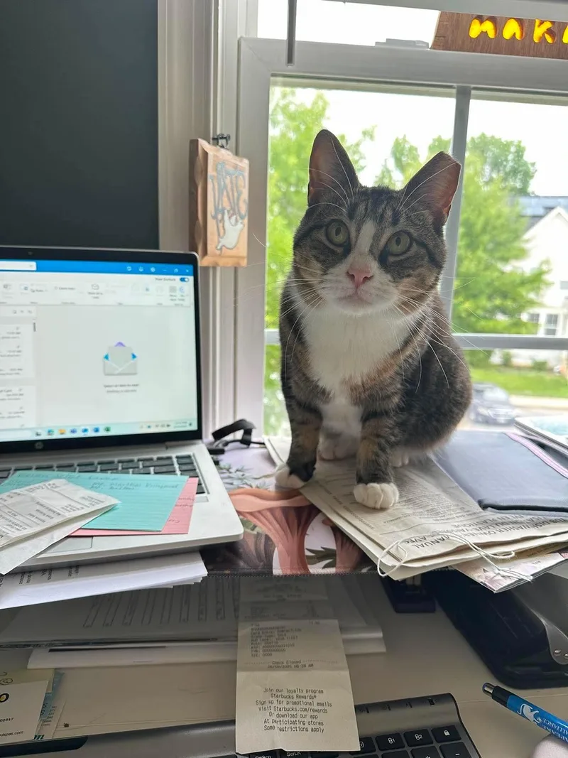 An adult large-sized female Domestic Short Hair cat named Porkchop for adoption in Mechanicsville, MD
