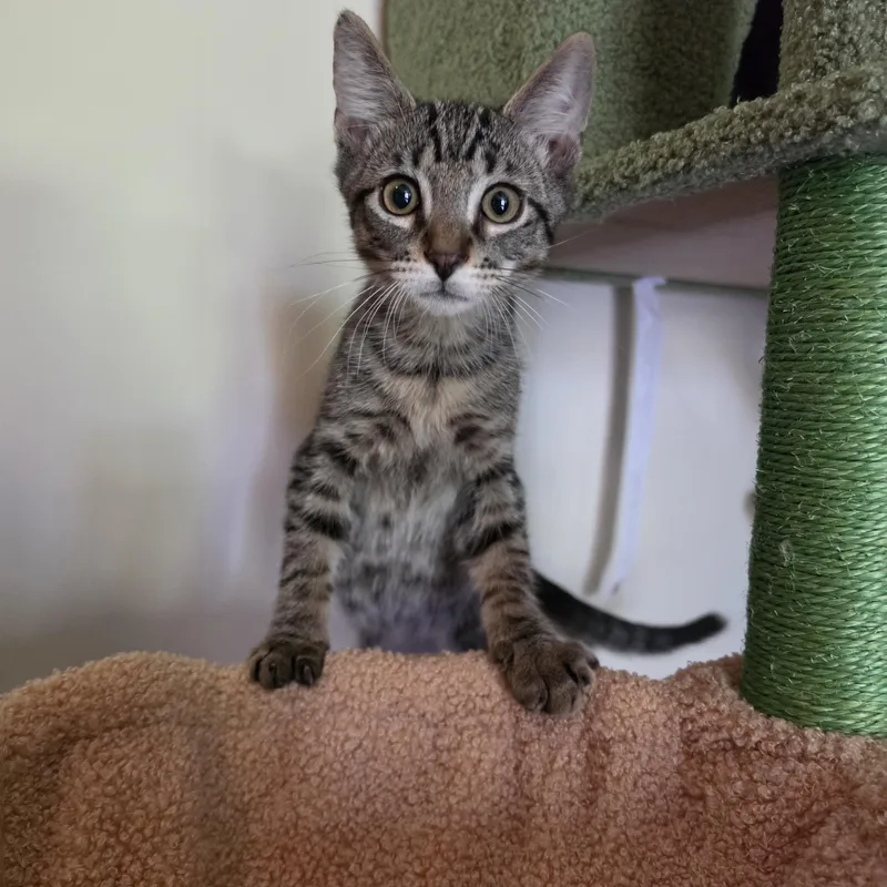A baby medium-sized male Tabby (Brown / Chocolate) Domestic Short Hair cat named Holton for adoption in Metairie, LA