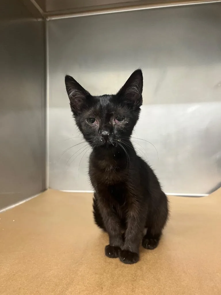 A baby small-sized female Domestic Short Hair cat named Shell for adoption in Cartersville , GA