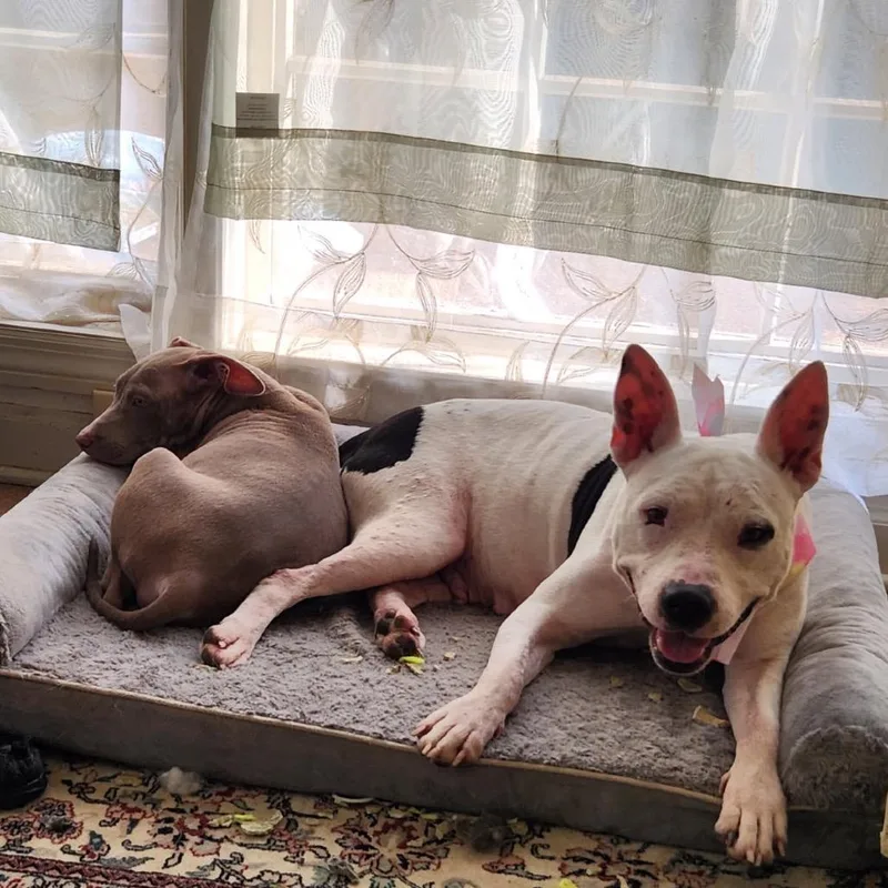 A baby medium-sized male Mixed Breed dog named Reese for adoption in Bartlett, TN