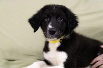 A baby extra large-sized male Newfoundland Dog dog named Ozzie for adoption in West Chester, PA