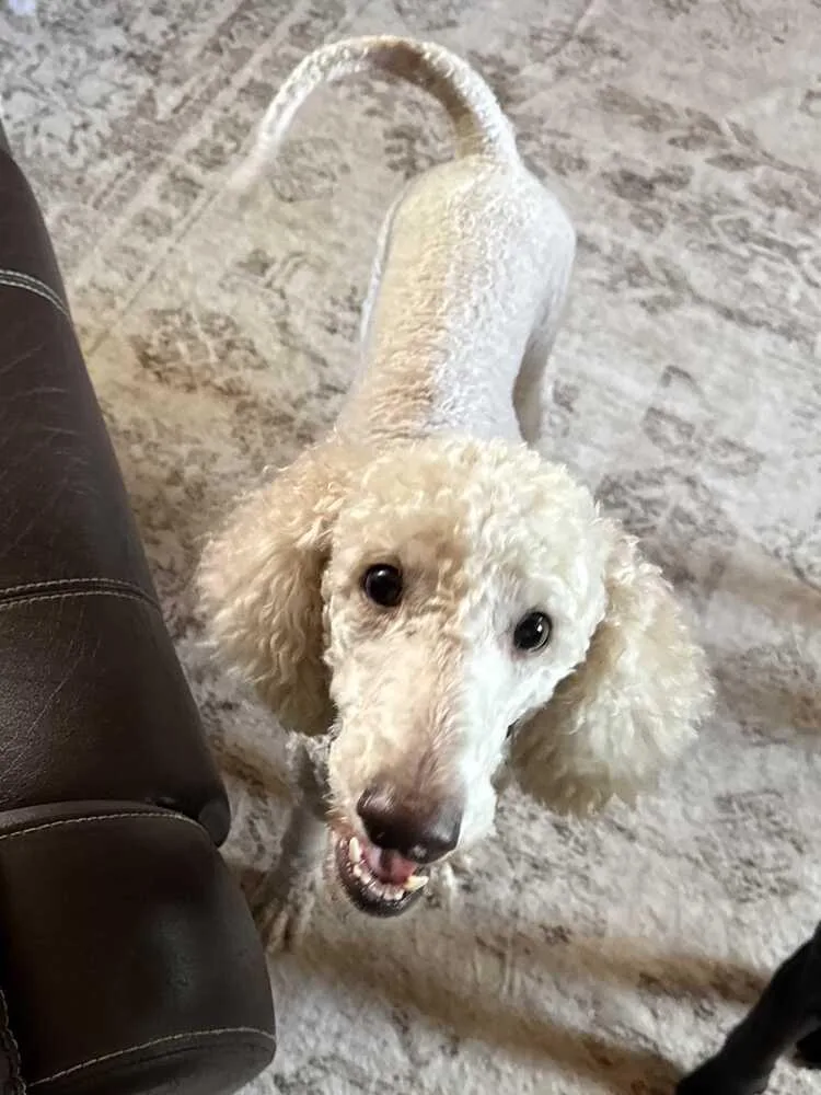 An adult medium-sized female White / Cream Poodle dog named Dahly for adoption in Silver Spring, MD