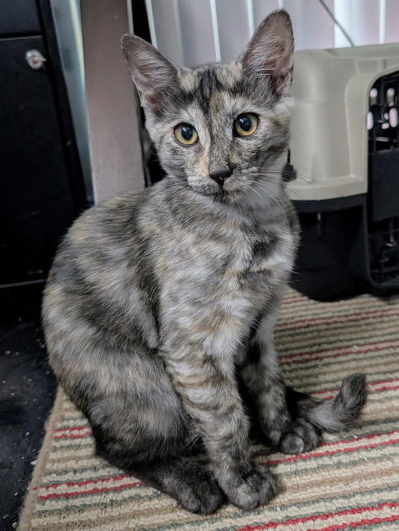 A baby medium-sized female Dilute Tortoiseshell cat named Tigra for adoption in Lighthouse Point, FL