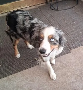 A young medium-sized male Merle (Blue) Australian Shepherd dog named Scout for adoption in Albuquerque, NM