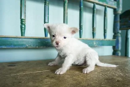 A baby small-sized female Fox Terrier dog named Sunglasses for adoption in San Antonio, TX