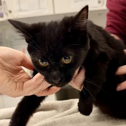 A young medium-sized female Black Domestic Short Hair cat named Epcot Ball for adoption in Athens, GA